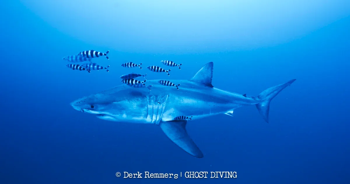 Mediterranean records rare underwater glimpse of a great white