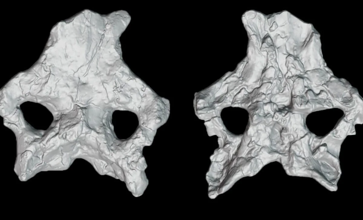 Spain’s Intact Stegosaur Skull Forces a New Dawn in Dinosaur Evolution