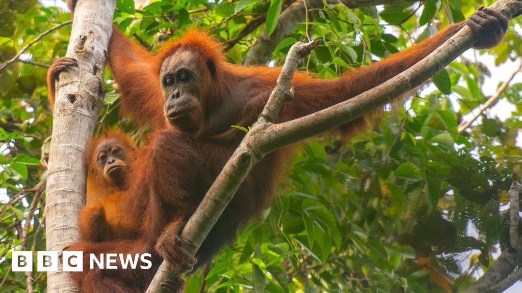 Floods push the rare Tapanuli orangutan toward extinction, study warns