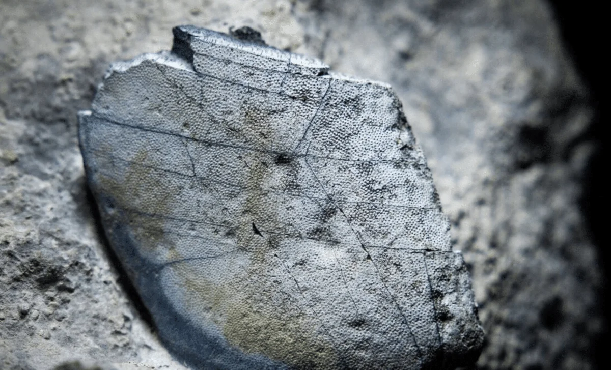 Ireland's 330-Million-Year-Old Shark Remains Rewrite a Lost Prehistoric Ocean