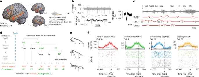 Neurons Map the Cellular Grammar of Human Language