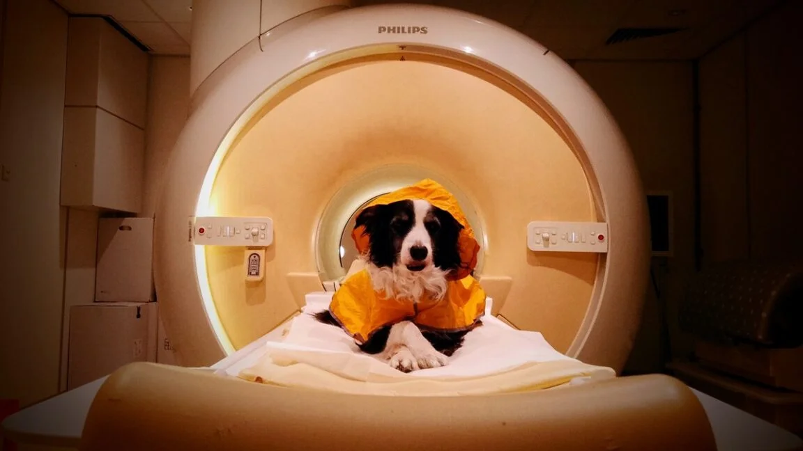 Dog Brains Read Human Emotions, Distinguishing Happy, Fear, and Anger