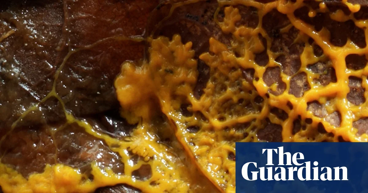 Slime Moulds Prompt a Copernican Rethink of Intelligence