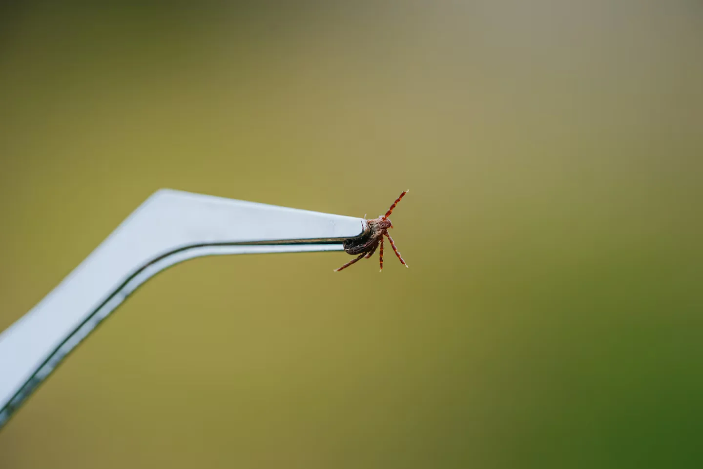 Tick-Proof Your Yard: Simple Steps to Reduce Lyme Risk