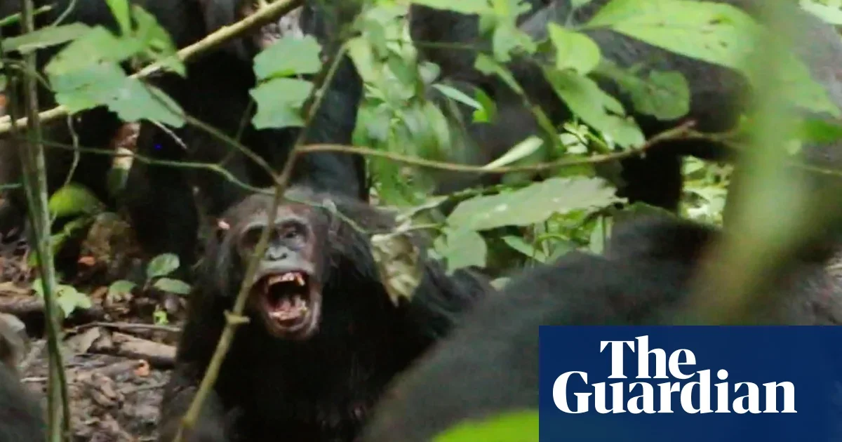 Rare intra-group warfare observed among wild chimpanzees in Uganda