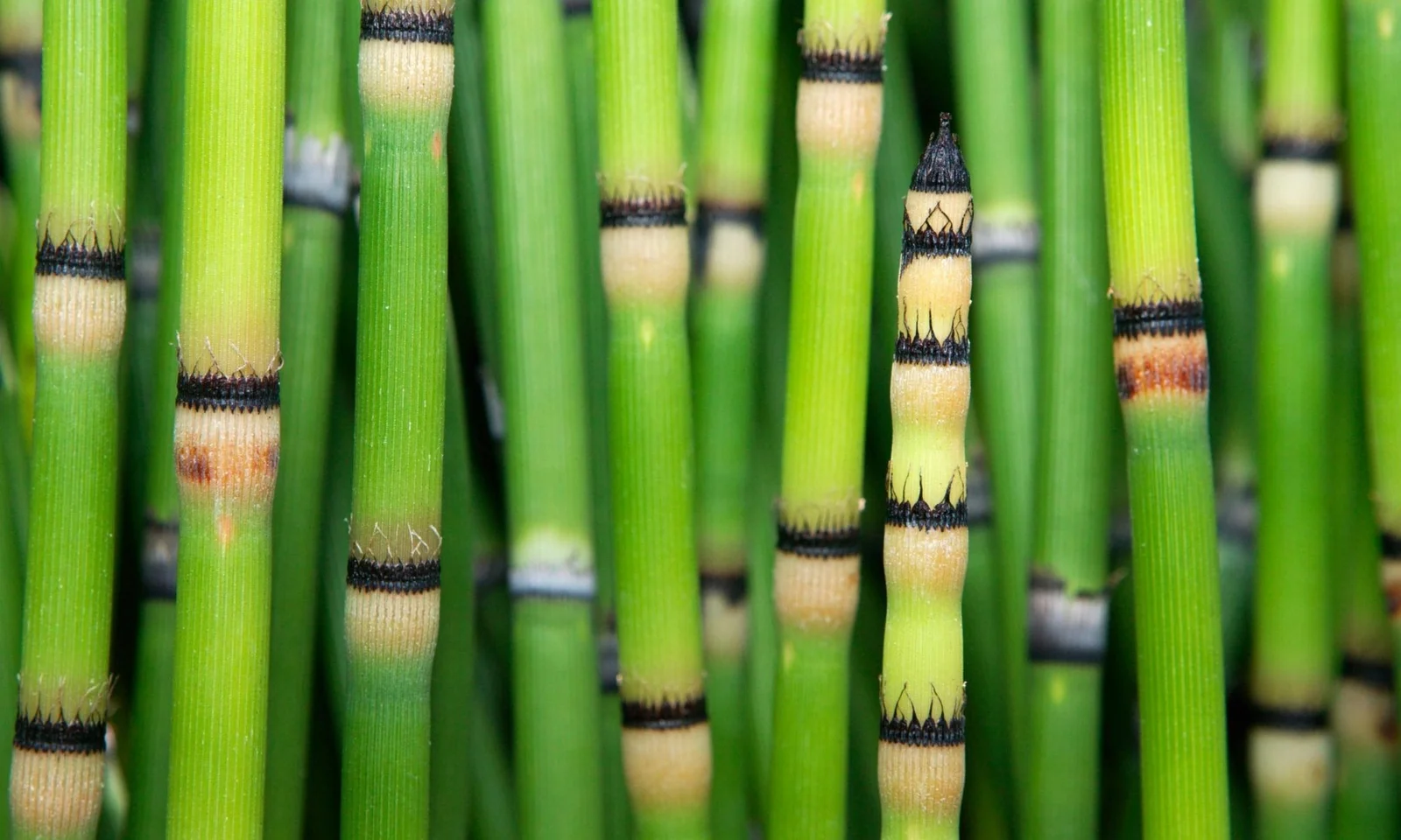 Ancient horsetail reveals space-like water isotopes, reshaping climate clues