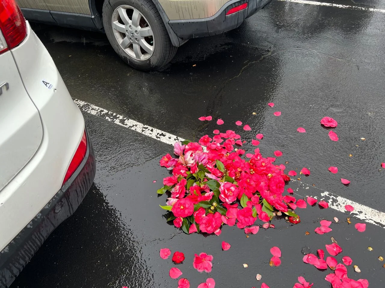 Multiple Women Killed in Separate Shootings in SE Portland and SE DC