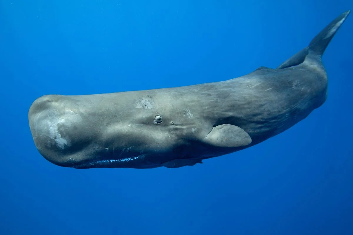 Sperm Whales Crowned with the Largest Brain by Weight
