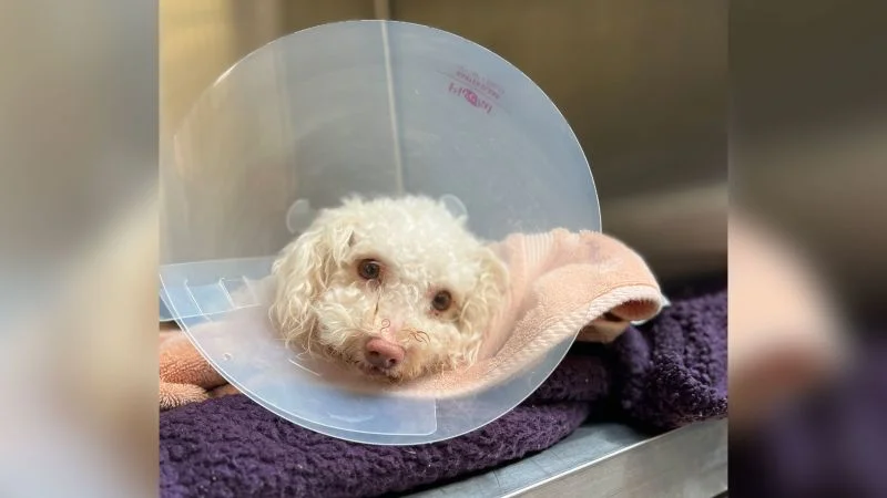 Poodle revived with Narcan after suspected overdose