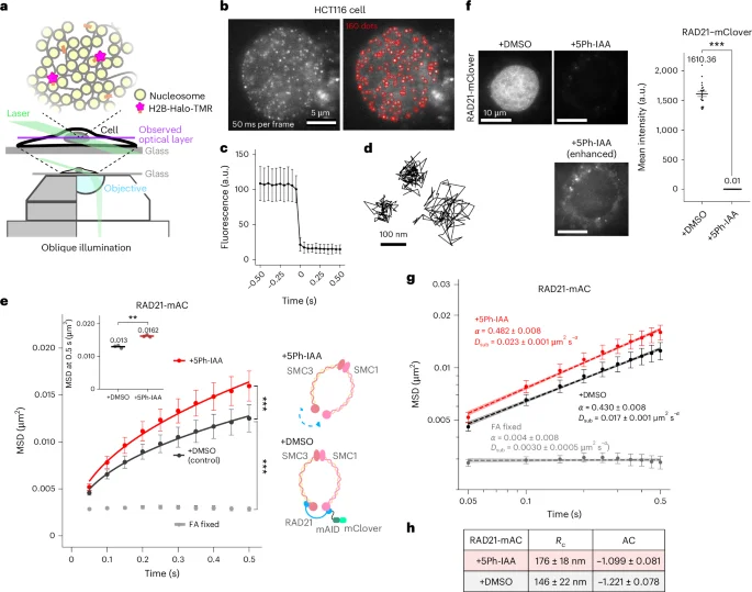 Cohesin Tightens Condensed Euchromatin to Prevent Domain Mixing