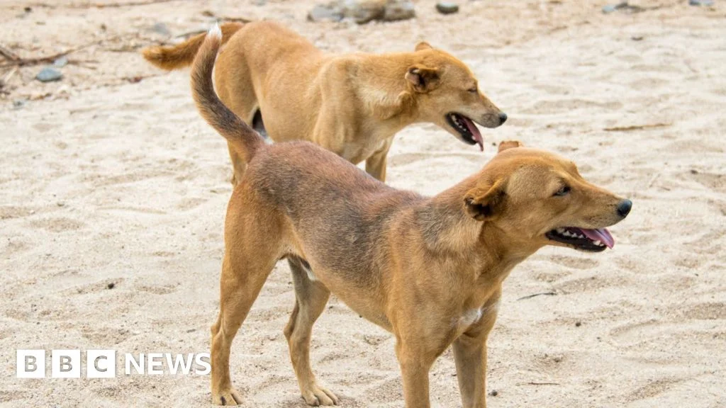 Ethiopia's Hossana: mass dog killings amid rabies deaths