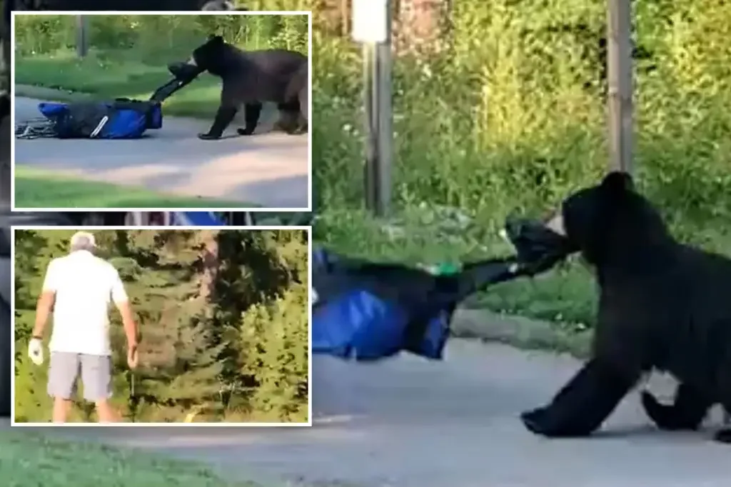 Bear Swipes Golfer's Bag, Leaves Course in Shock