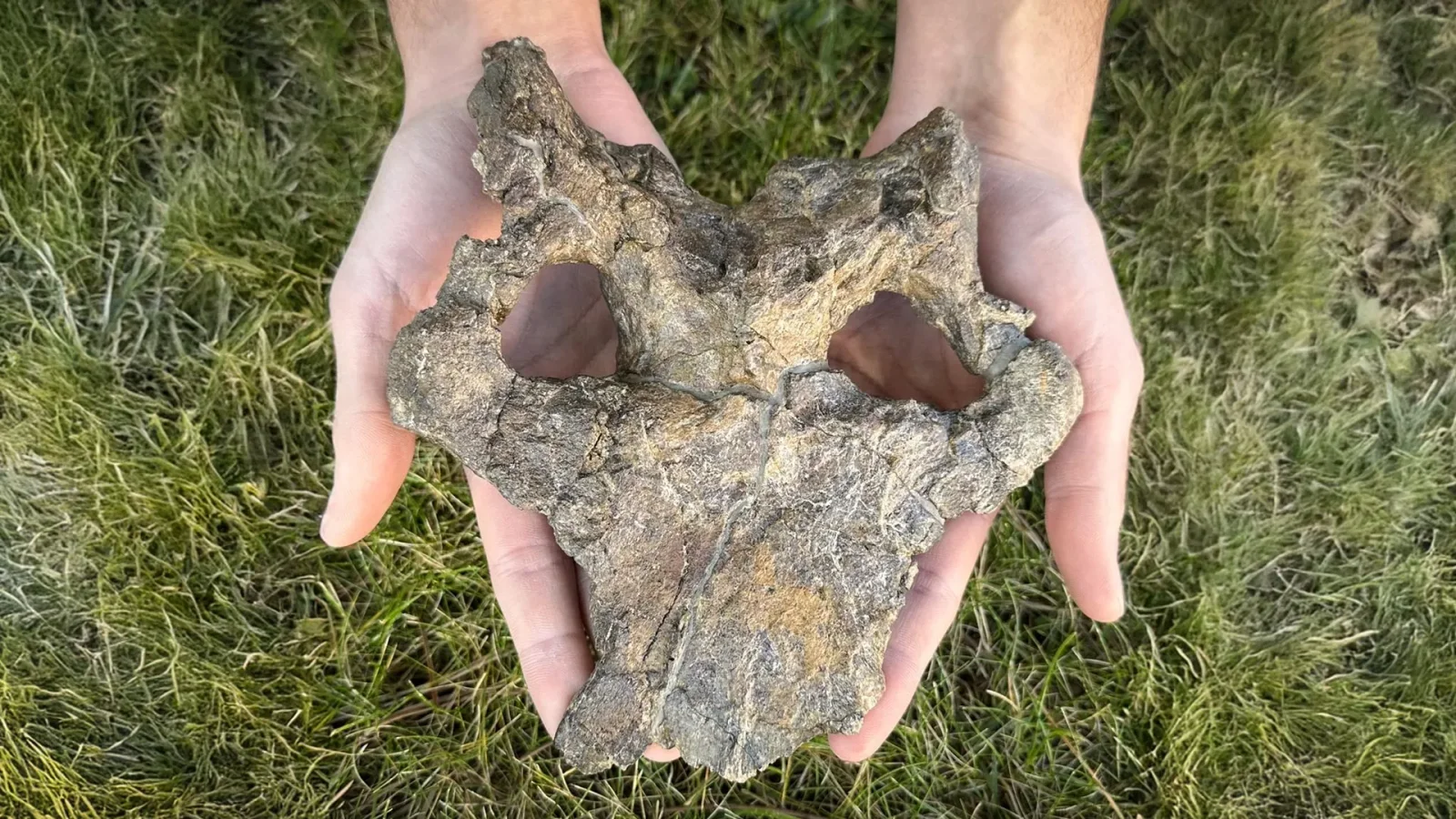Ancient European stegosaur skull redefines dinosaur evolution