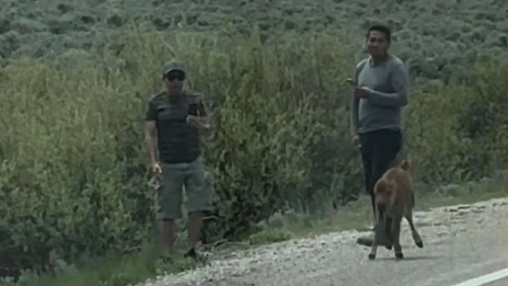 Authorities search for visitors who harassed bison calf at Grand Teton National Park.