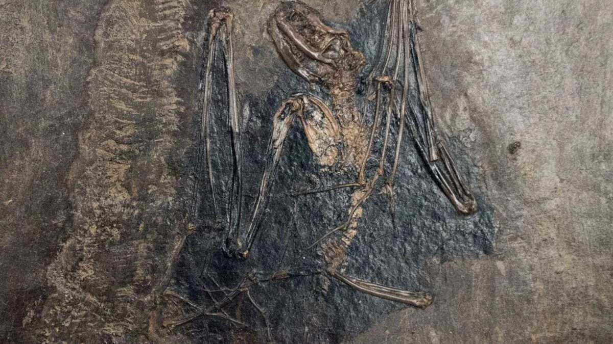Genomic analysis places bat origins in Europe 65 million years ago