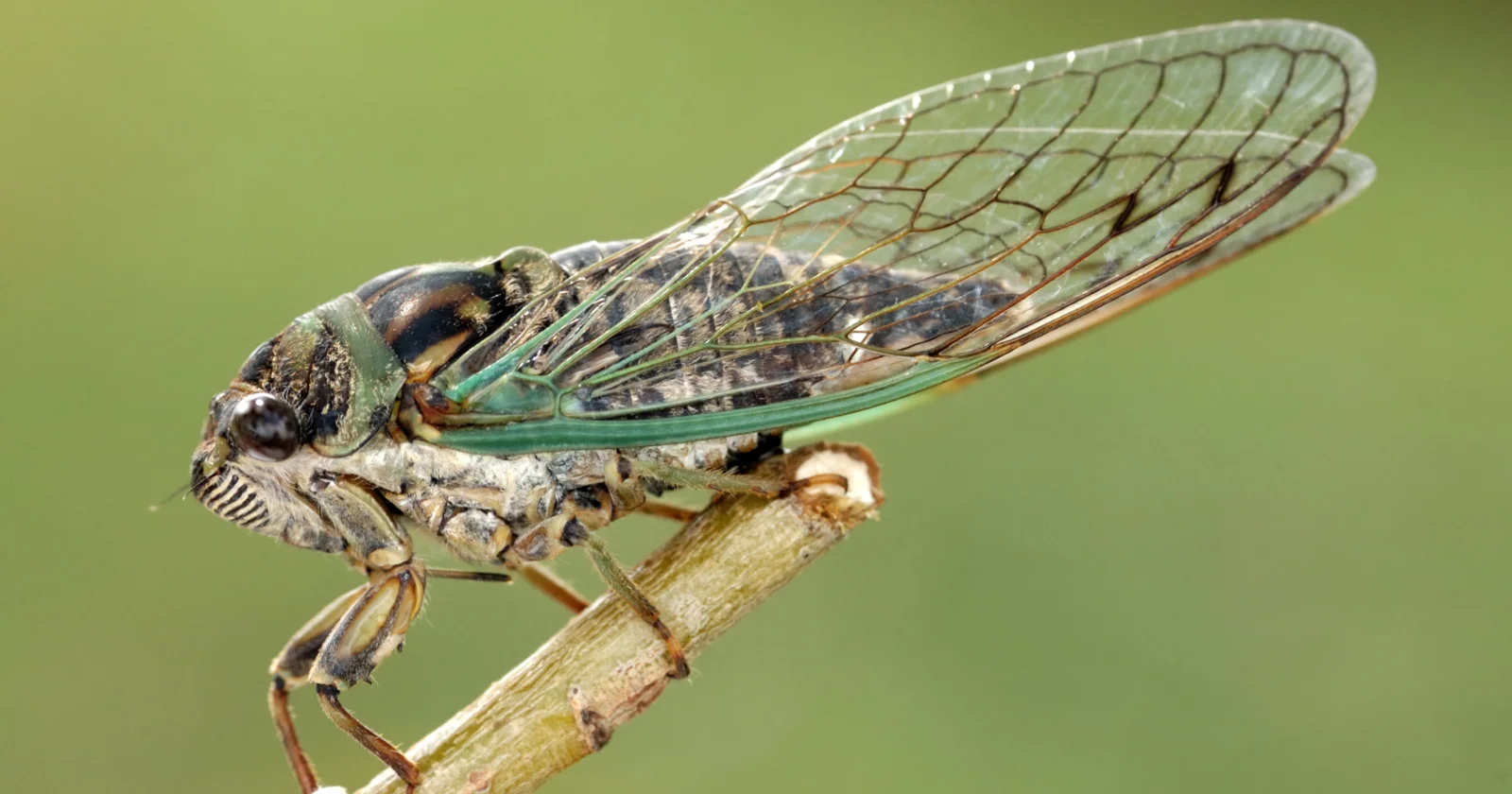 Prime Cycles: How 13- and 17-Year Cicadas Outsmart Predators