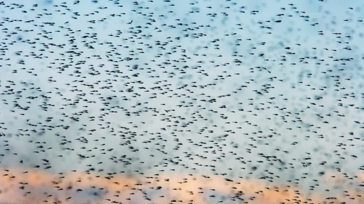 Iceland’s First Mosquitoes Signal a Warming Arctic and a Call for Global Insect Monitoring
