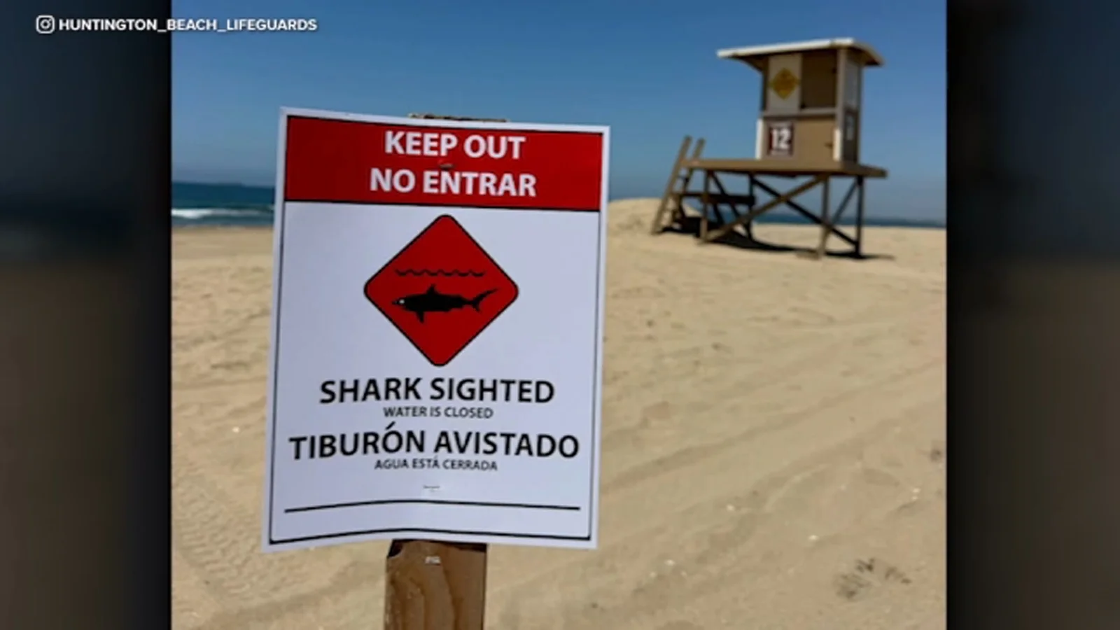 Great White Feeding Near Sunset Beach Prompts 48-Hour Shoreline Closure