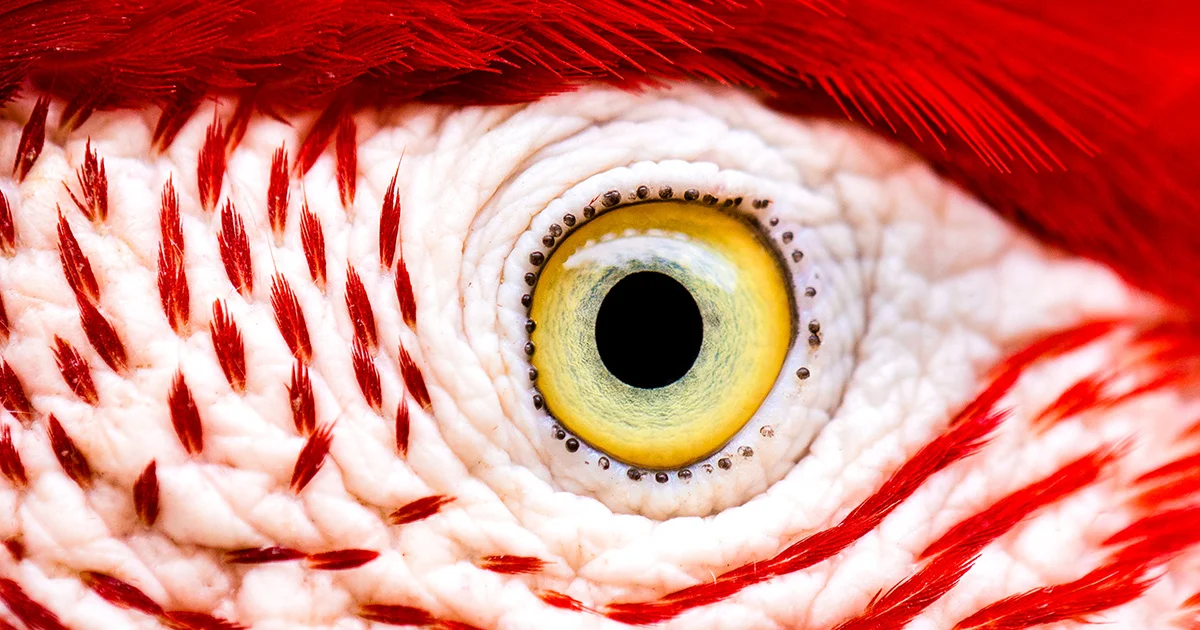 Bird Retina Survives on Glucose, Not Oxygen