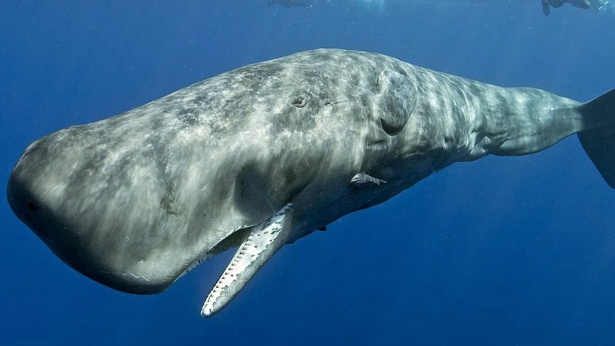 Whale Codas Hint at Human-Like Language in Sperm Whales