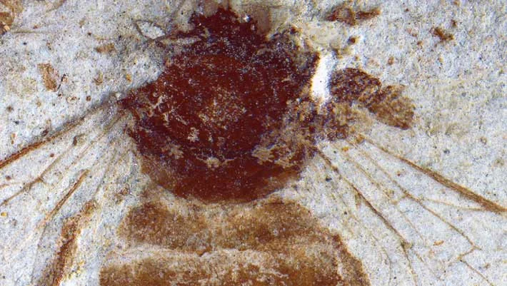 Ancient Japanese Honeybee Fossil Bridges Two-Million-Year Gap