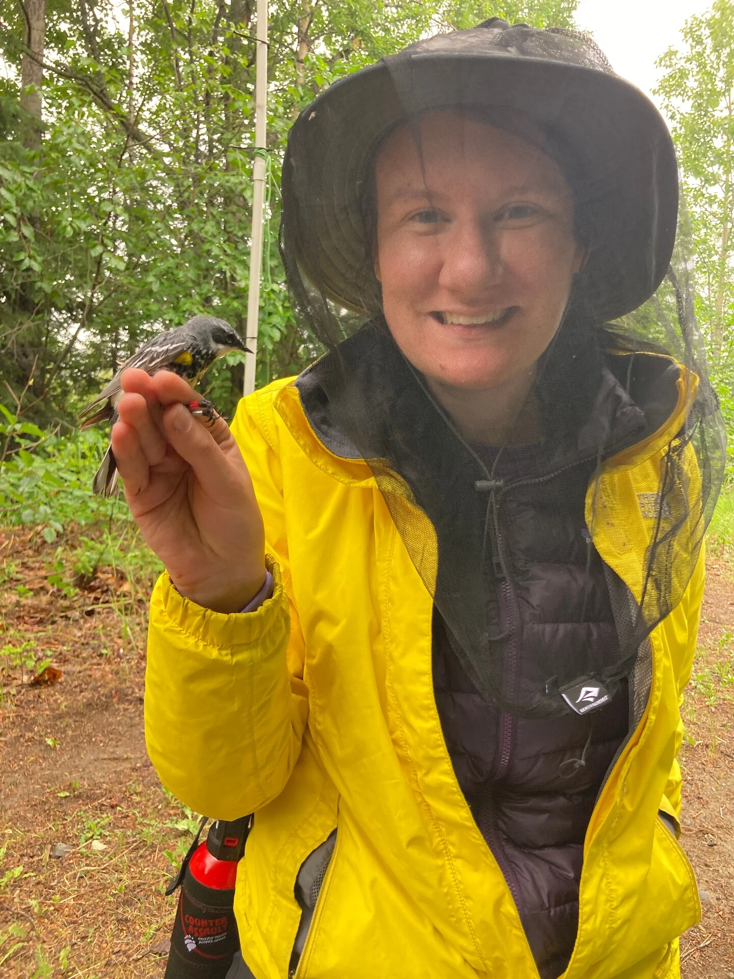 Tiny Backpacks, Big Clues: Tracking Warbler Migrations Across North America