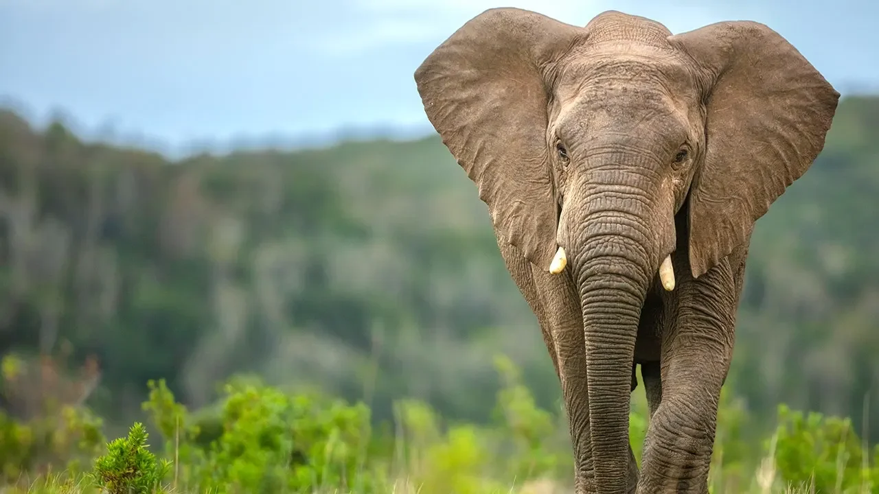 Olduvai Gorge uncovers 1.8-million-year-old elephant butchery by early humans