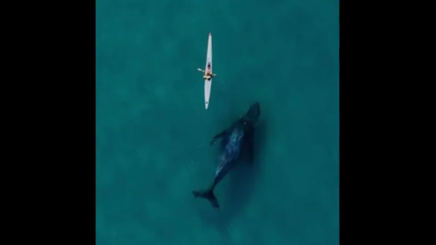Drone captures curious humpback whale near kayaker in Australia.