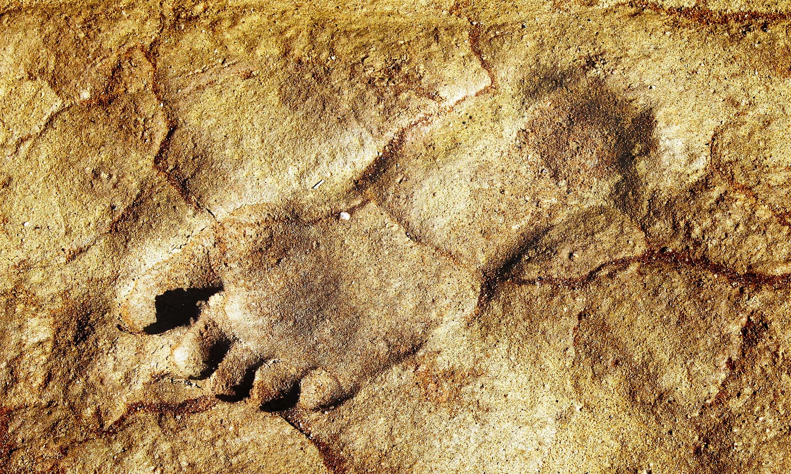Ancient footprints rewrite early human migration in Arabia