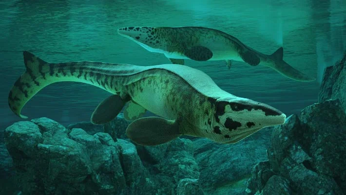 New 43-Foot Mosasaur, Tylosaurus rex, Rewrites Sea Predator History