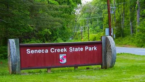 DNR probes third beaver attack in Maryland parks, closes section of Seneca Creek