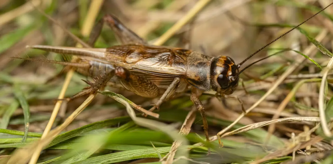 Crickets may feel pain, prompting welfare questions for billions farmed annually