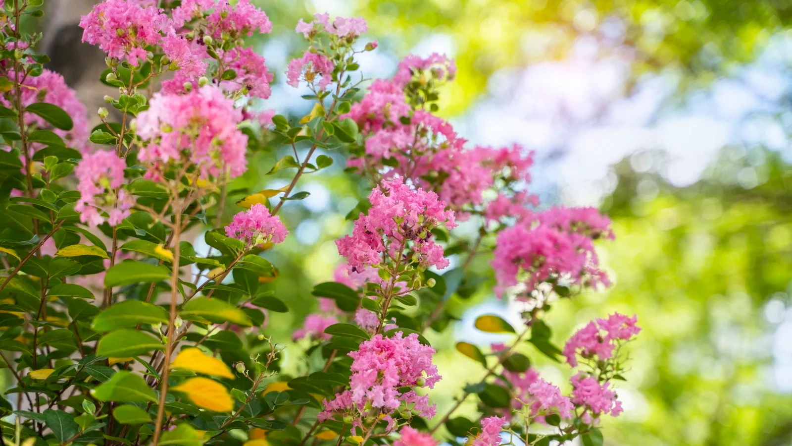 August Guide: Deep Water, Sun, and Light Touches for Crape Myrtles