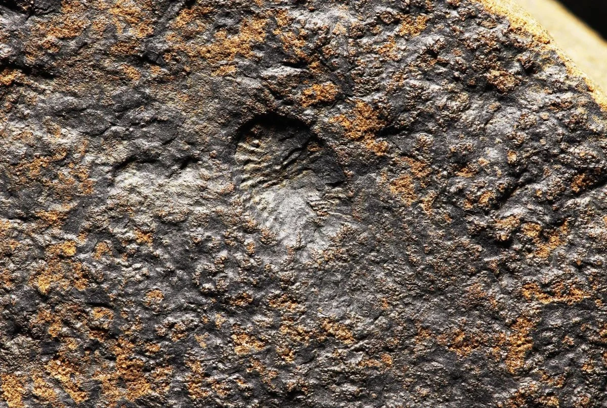 567-Million-Year-Old Fossils Reveal Oldest Animal Sex and Early Movement