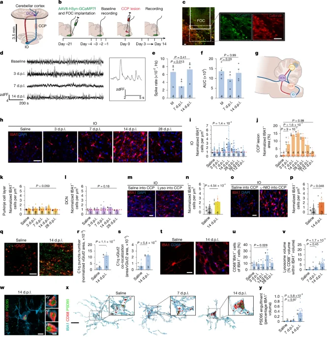 Grey-matter microglia coordinate repair after focal white-matter demyelination