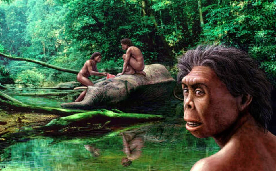 Ancient Flores drought likely ended Homo floresiensis without direct human conflict