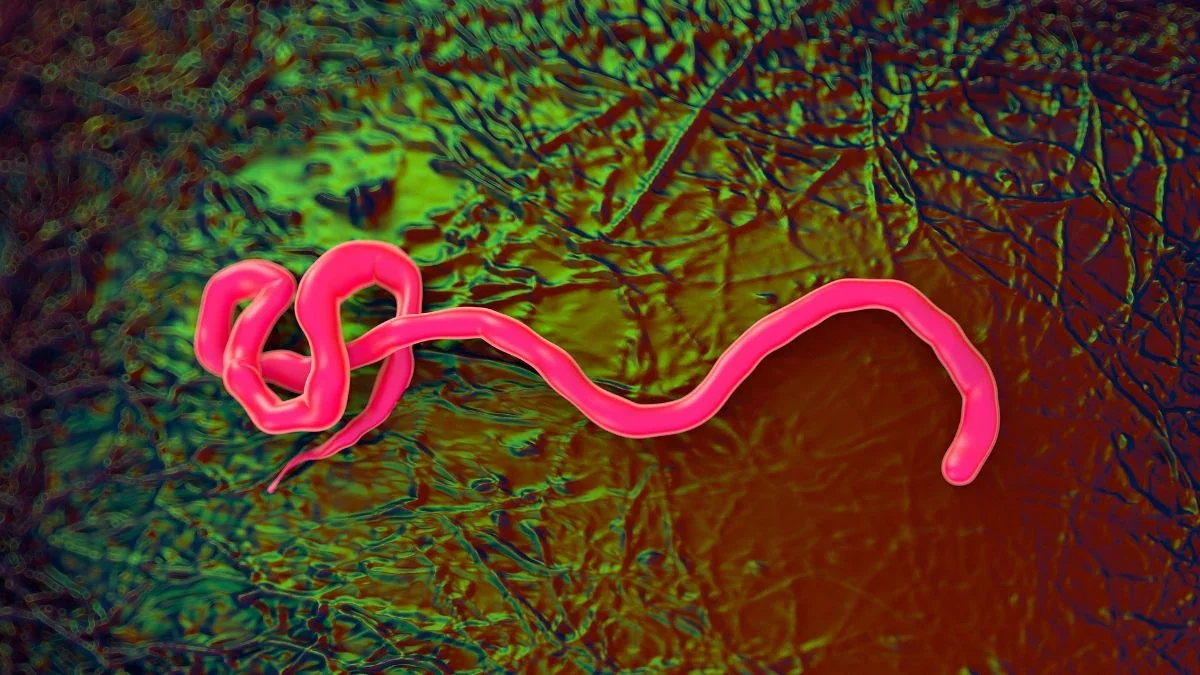 DR Congo Ebola Outbreak Triggers WHO Health Emergency and Regional Alarm