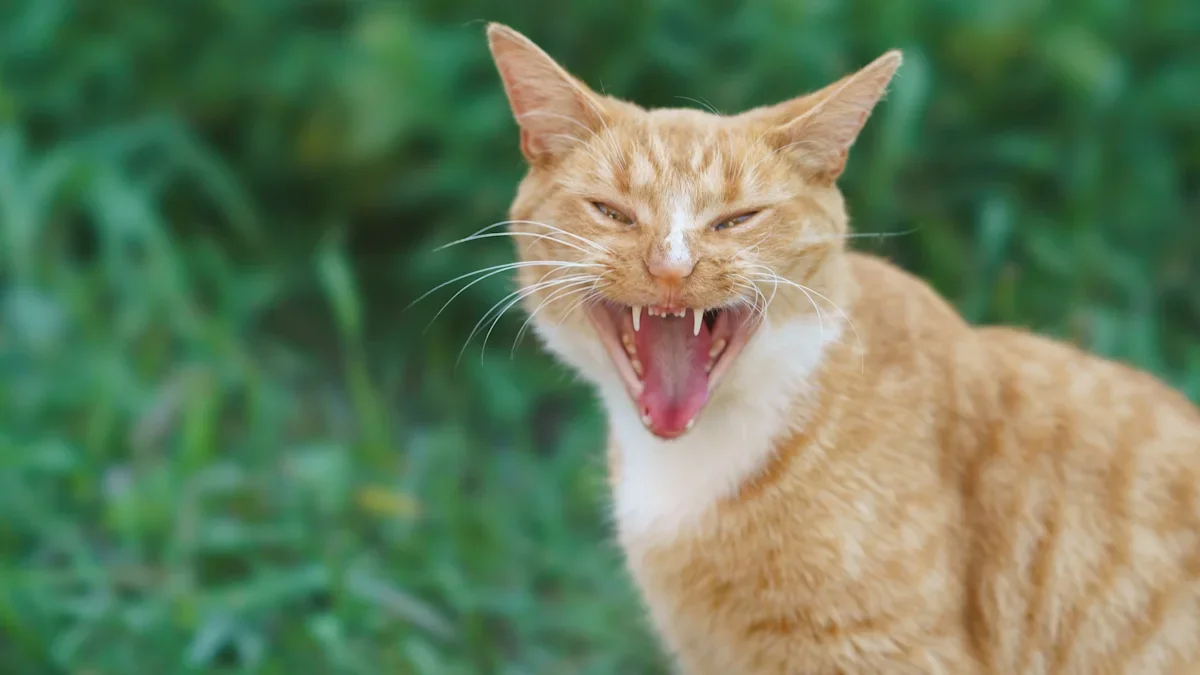 Rabid stray cat injures five in Florida, targets puppy, then dies under a residence