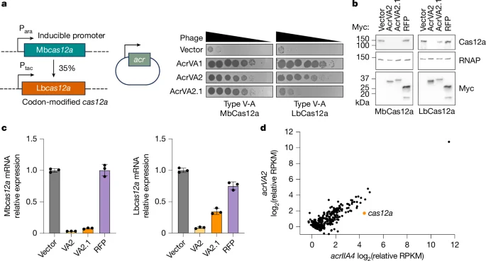 Anti-CRISPR AcrVA2 Triggers Translation-Coupled Decay of Cas12a mRNA
