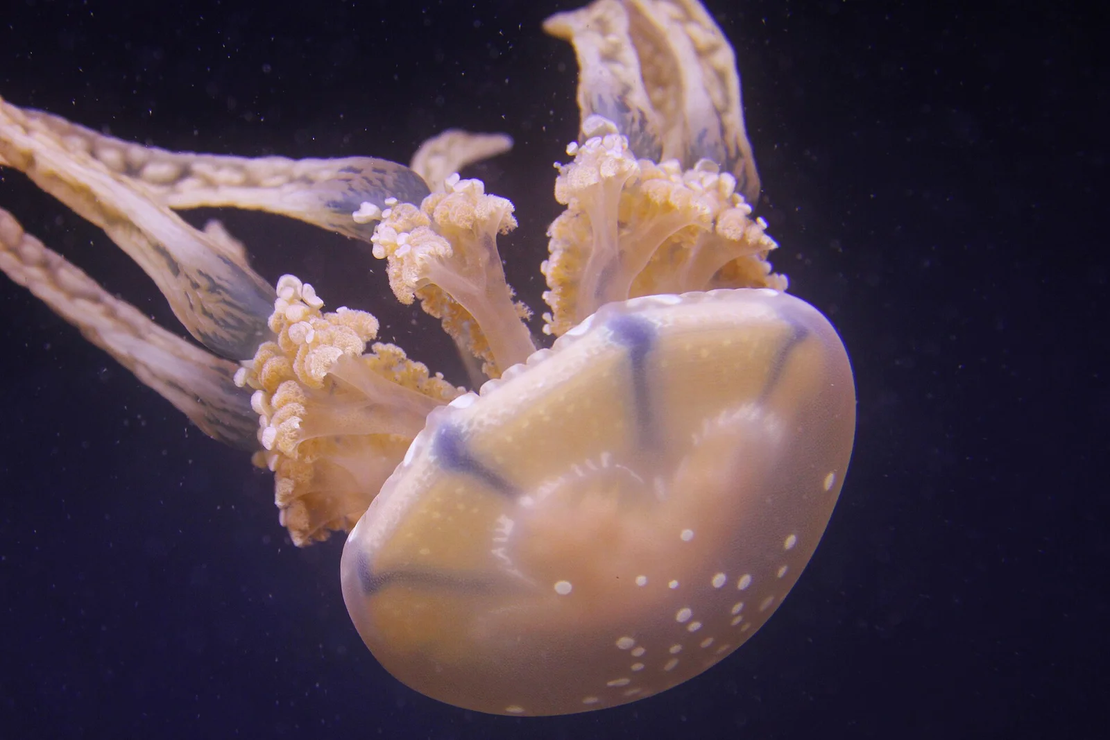 Sentosa Waters Reveal a New Chironex Box Jellyfish and a Thai Range Expansion