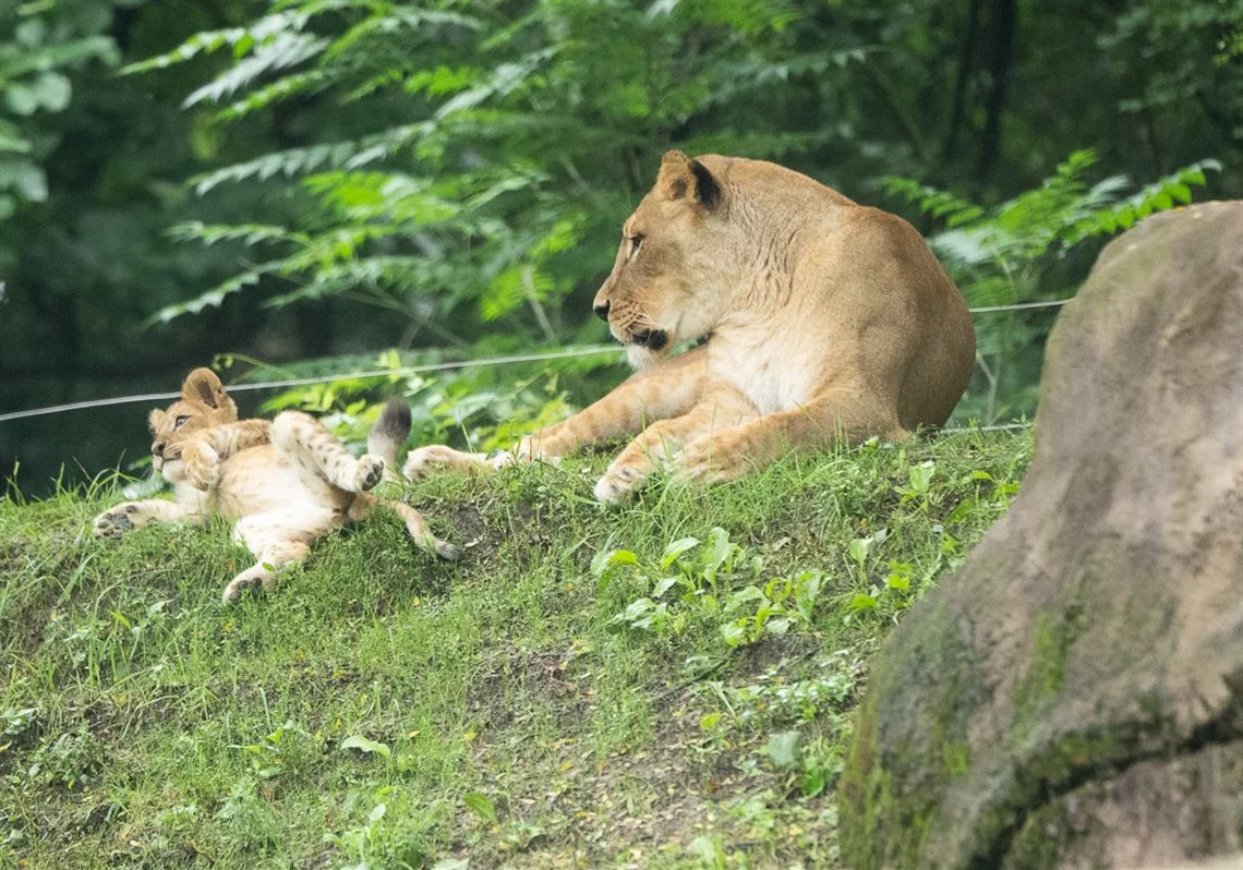 Pittsburgh Zoo unveils Kiazi, its new lion cub