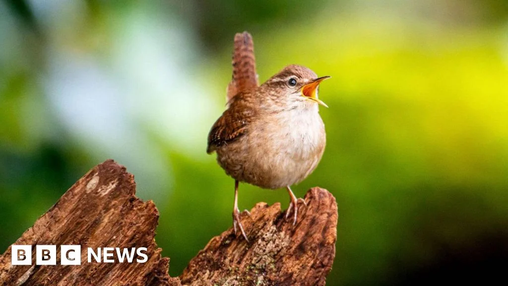 Eight motifs unlock the global diversity of birdsongs