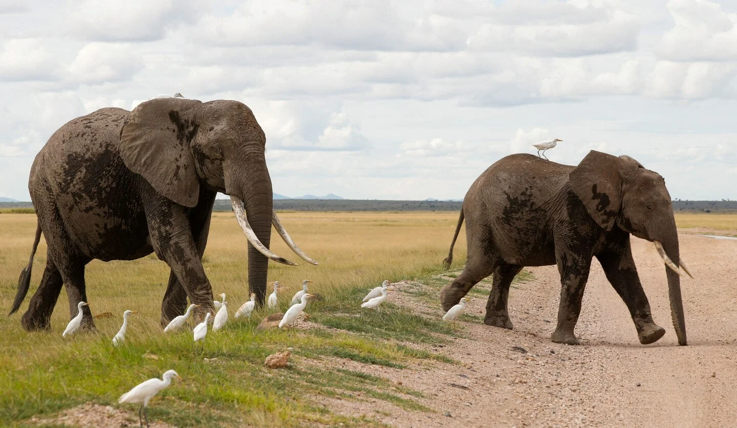 Outcry as 15 Amboseli elephants die; Kenya probes suspected poisoning