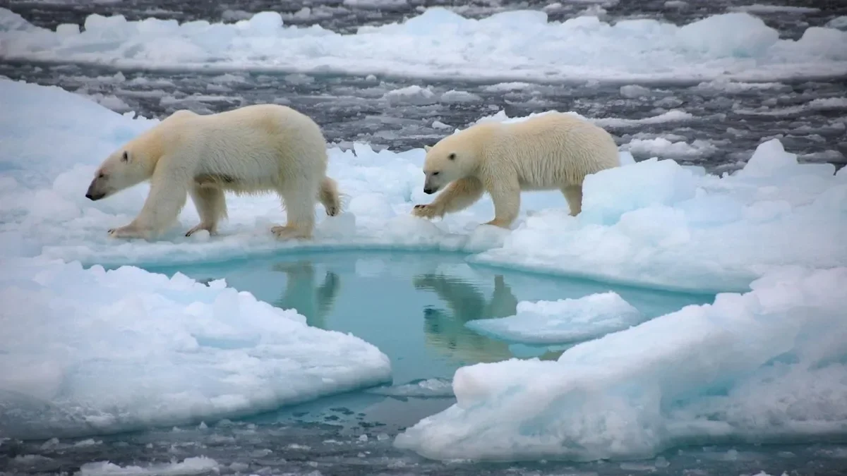 Arctic sea ice could disappear by 2030s, study warns.