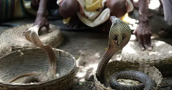 German tourist dies after cobra show bite in Egypt