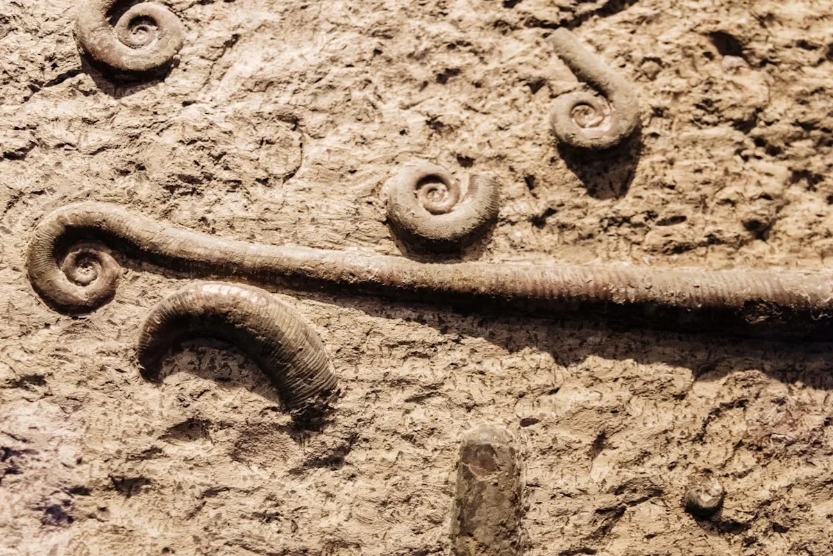 China’s Jiangchuan Biota: 700 Fossils Rewrite the Timeline of Early Animal Life