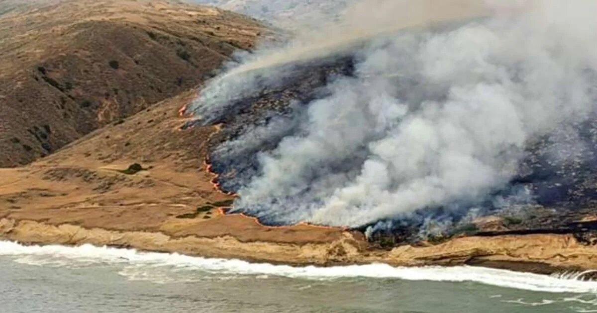 Largest wildfire on Santa Rosa Island threatens rare Torrey pines and island life