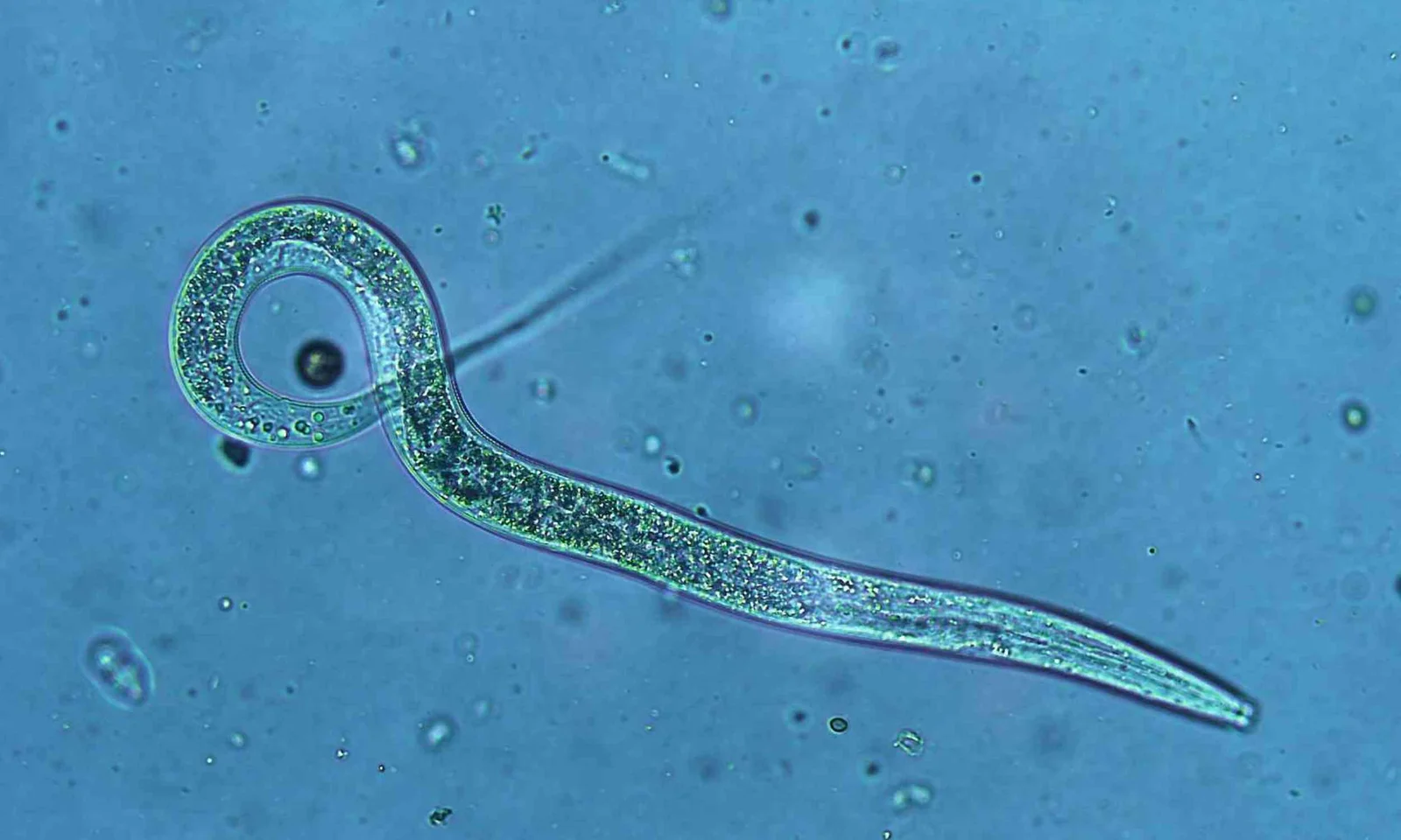 Dietary Vitamin B12 Shapes Inherited Traits in Worms