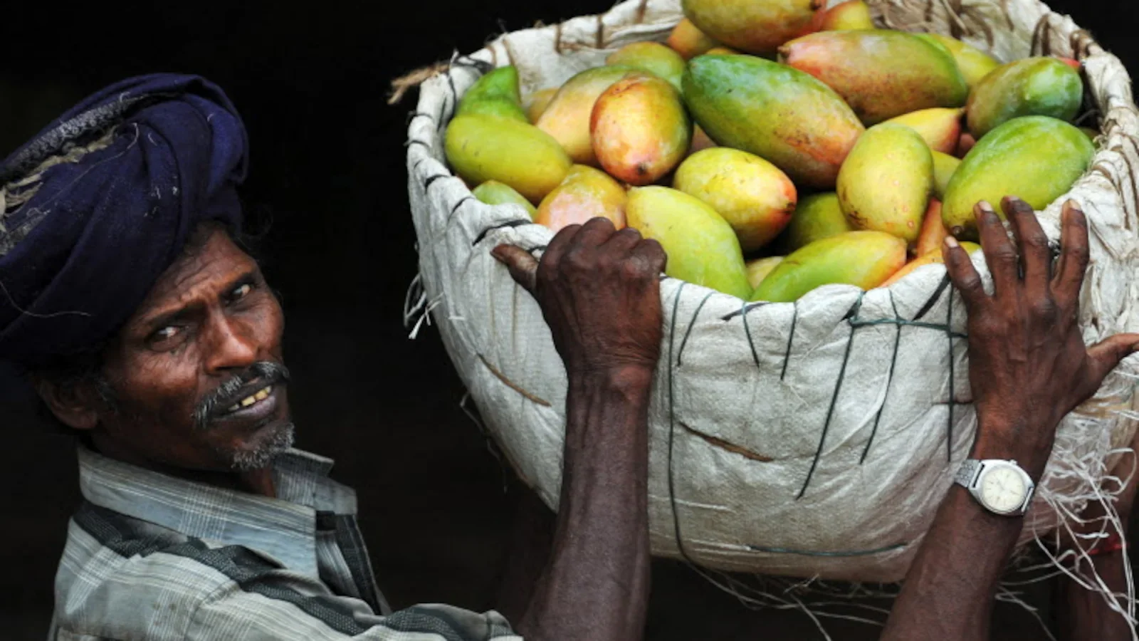 Japan Suspends Indian Mango Imports Over Pest-Control Lapses