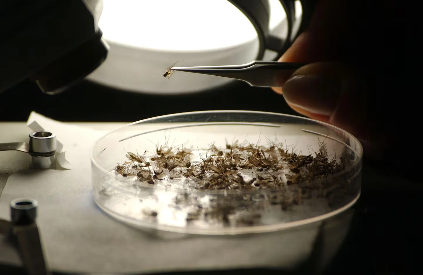 Massachusetts records fifth West Nile virus case this season